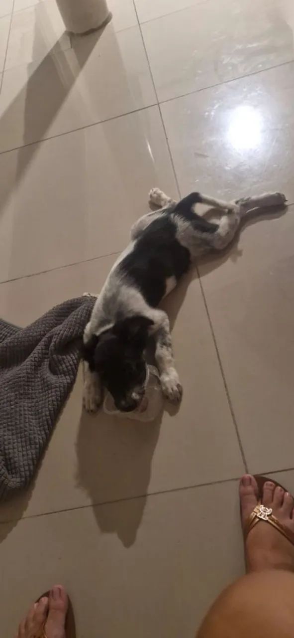 Doação de Cadelinha - Foto 4