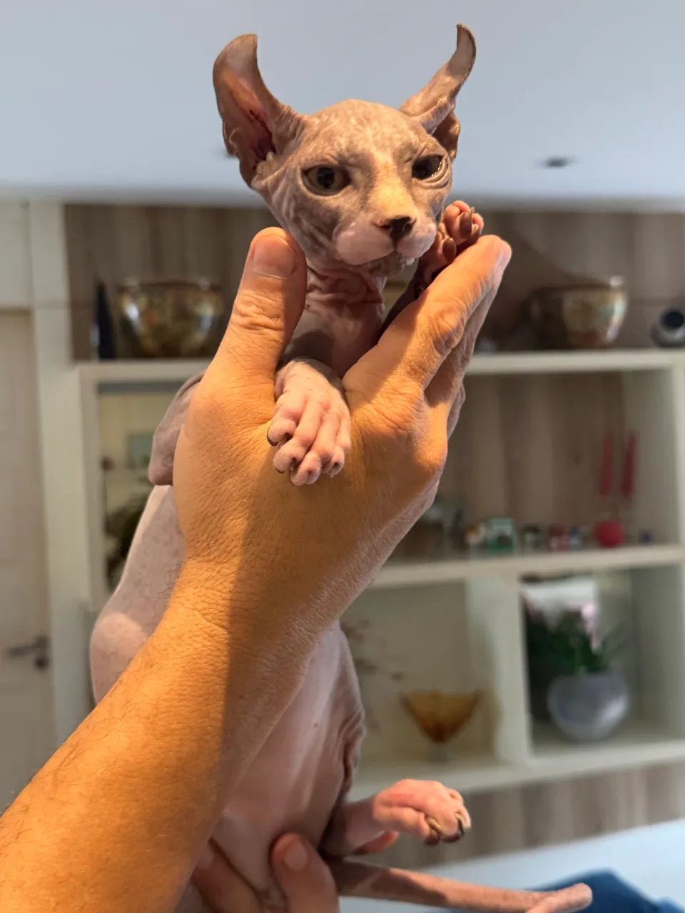 Vendo gato Sphynx Elf - Foto 4