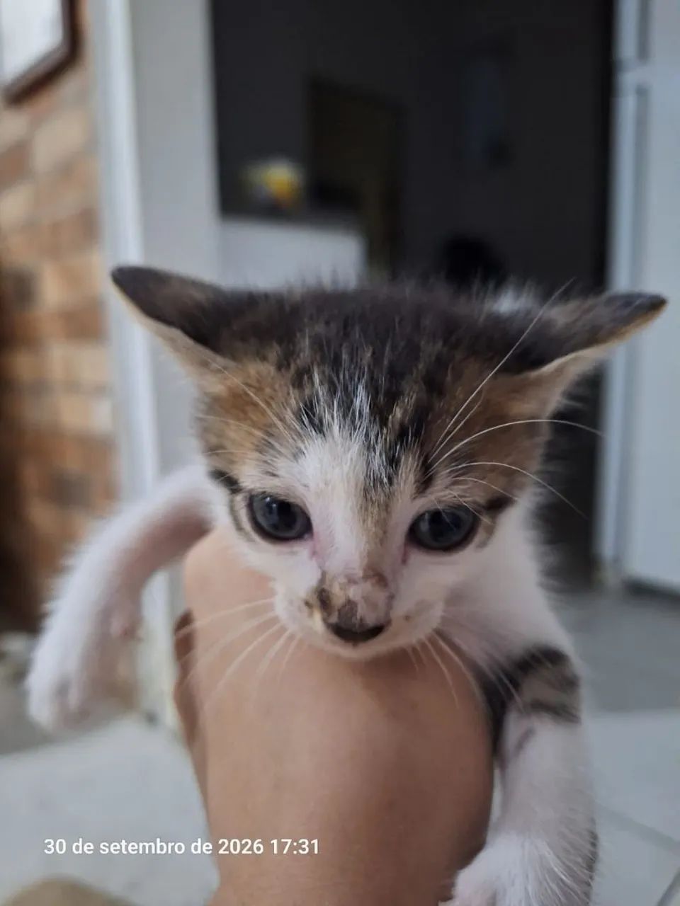 Gato filhote macho - Foto 2