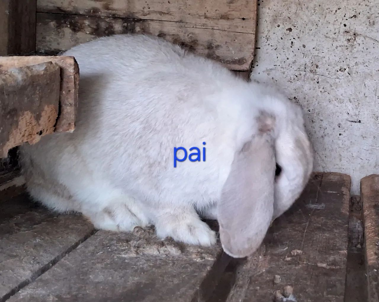 Filhote femea de mini lop - Foto 4