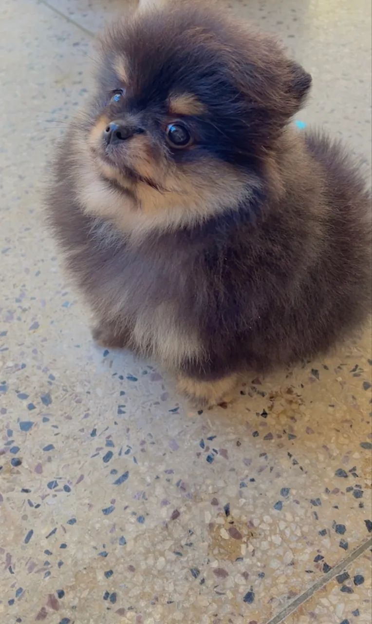 Spitz Alemão  - Foto 4