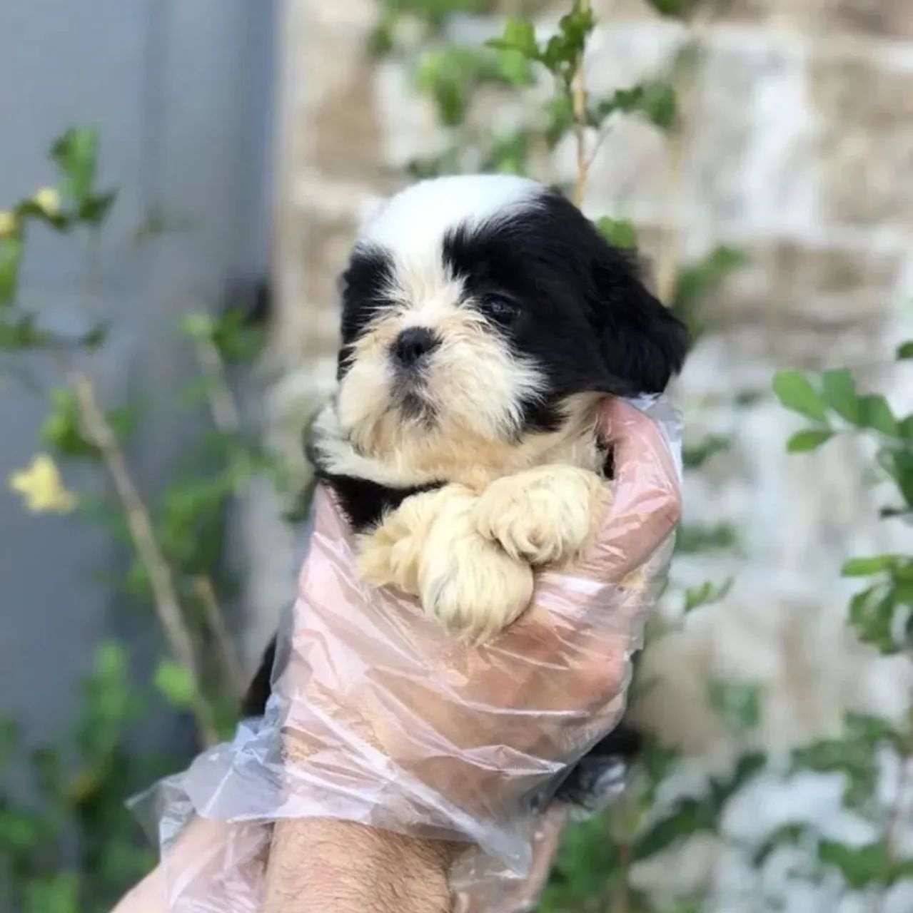 Shih-tzu macho com Pedigree  - Foto 3