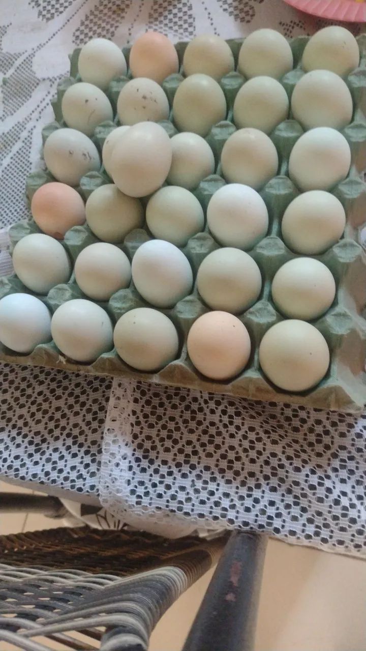 Ovos fértil GSB balão e pintinhos com 30 dias  - Foto 6