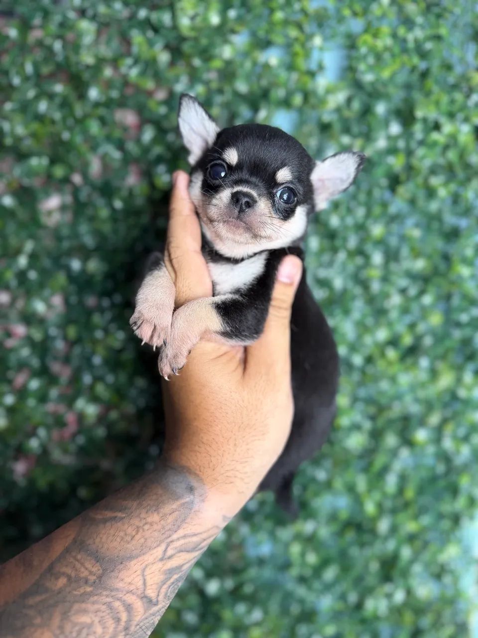 Chihuahua cabeça de maçã 