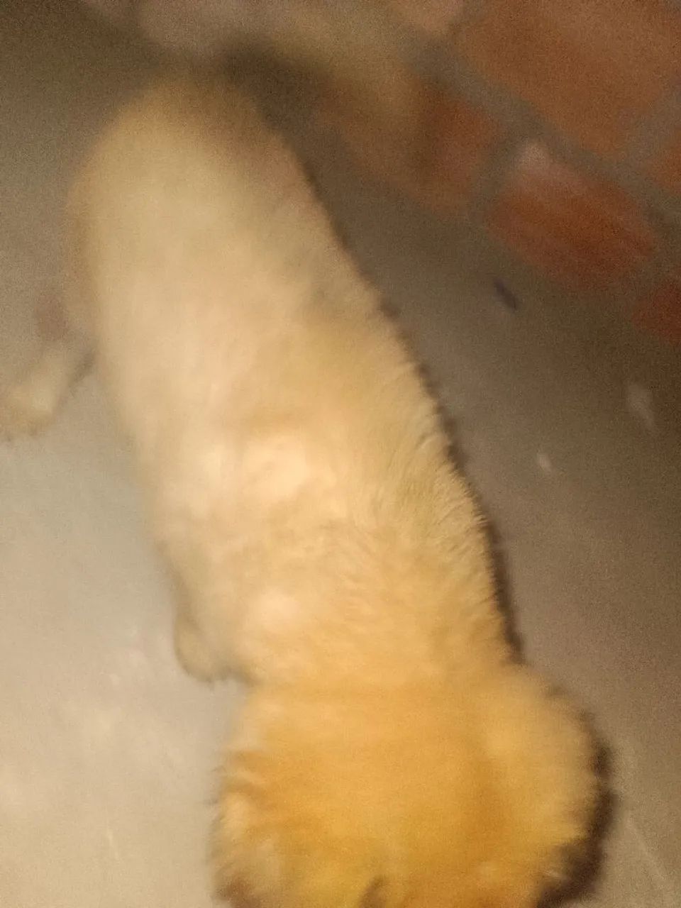 Cachorro  - Foto 4