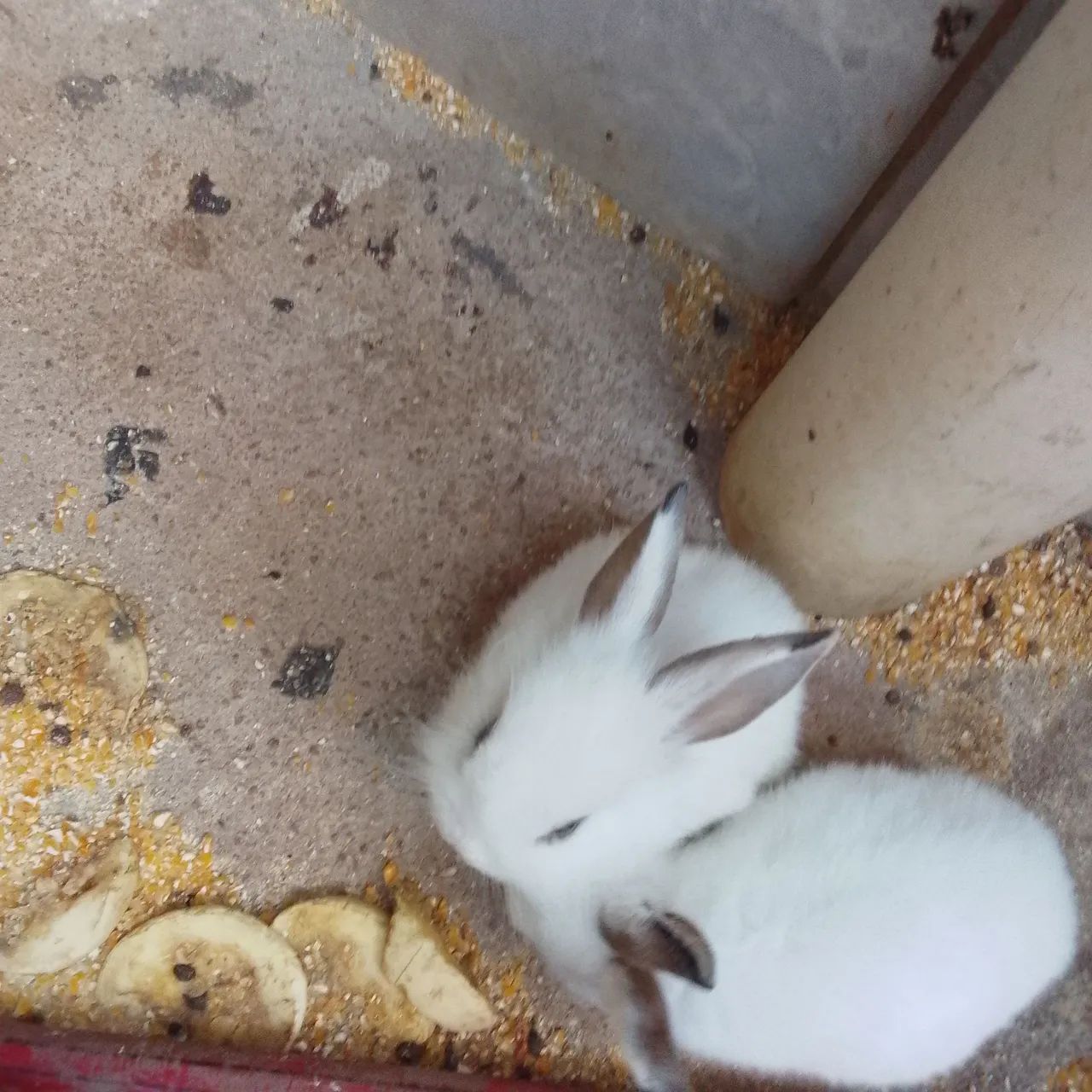 Coelhos filhotes de raça - Foto 3