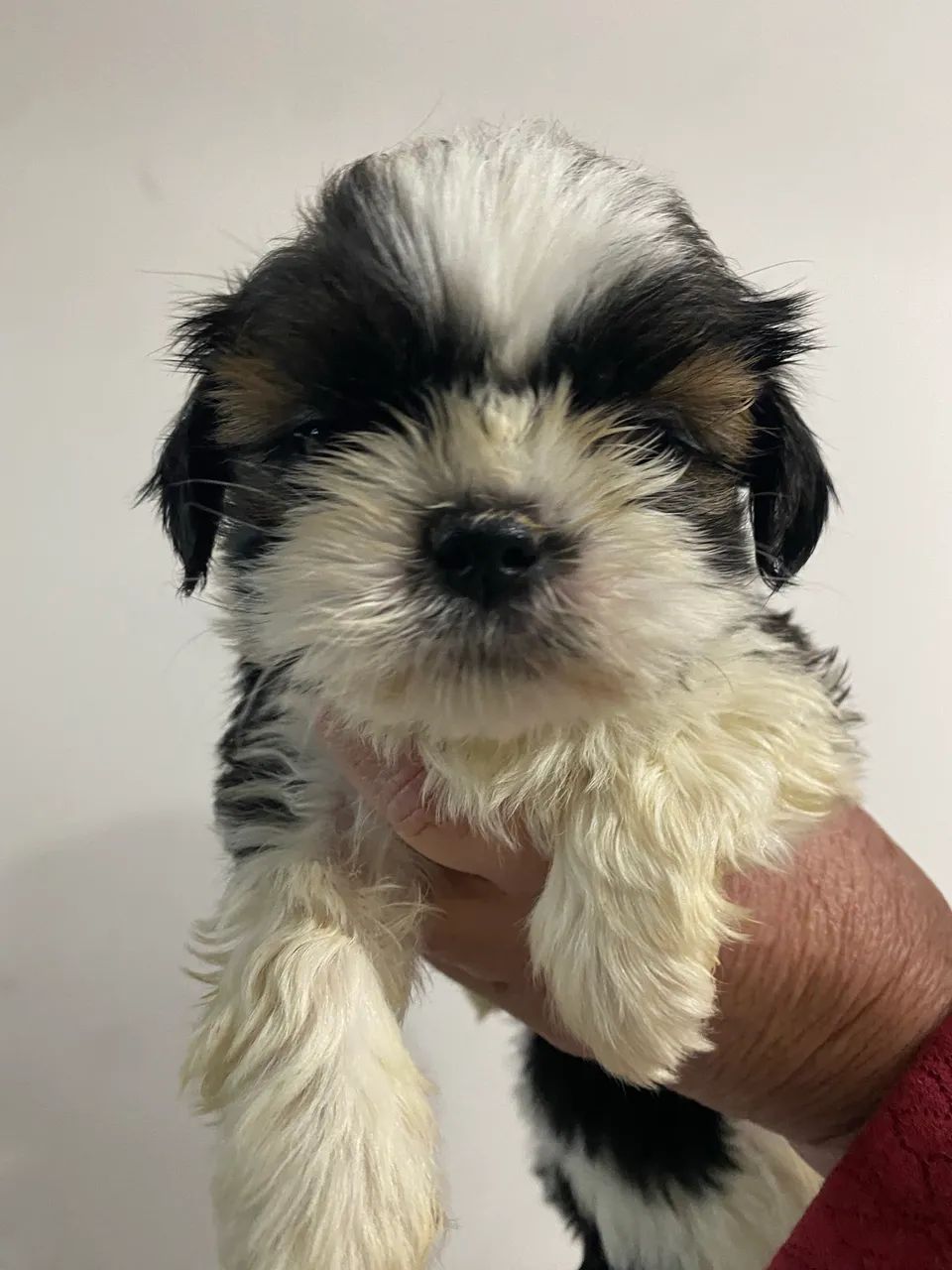 Filhos machos shihtzu - Foto 2