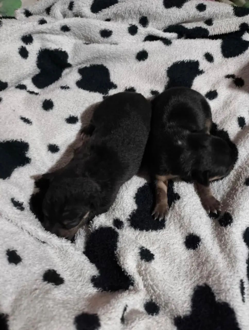 cachorro - Foto 2