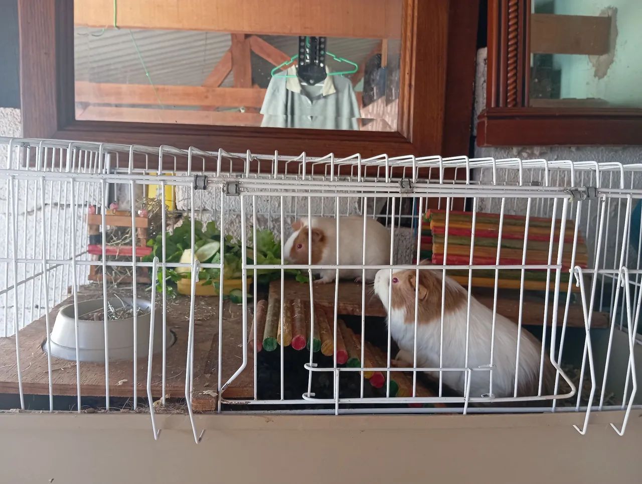 Vendo Porquinhas da índia com cercado e acessórios  - Foto 4