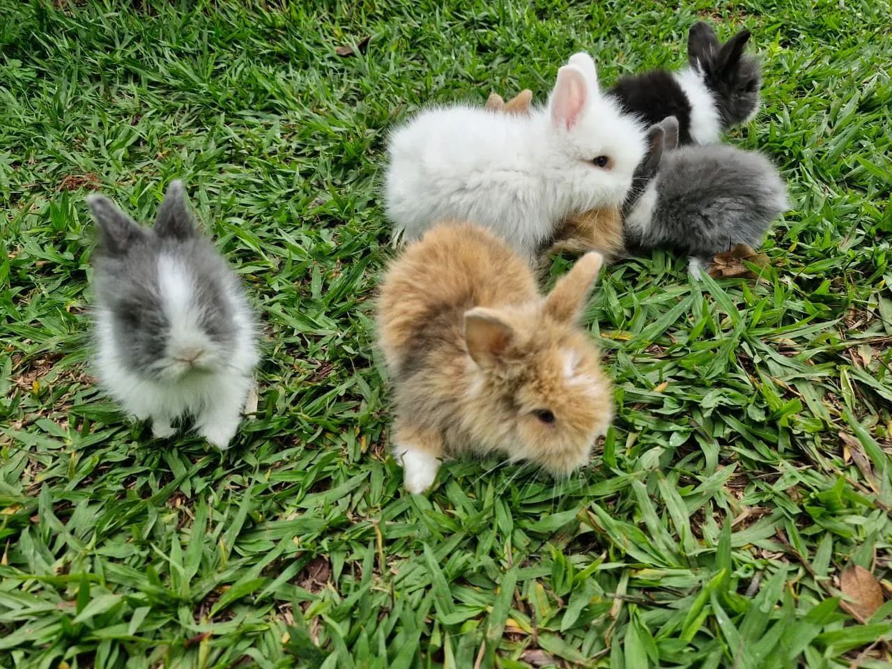 Mine Coelhos - Foto 2