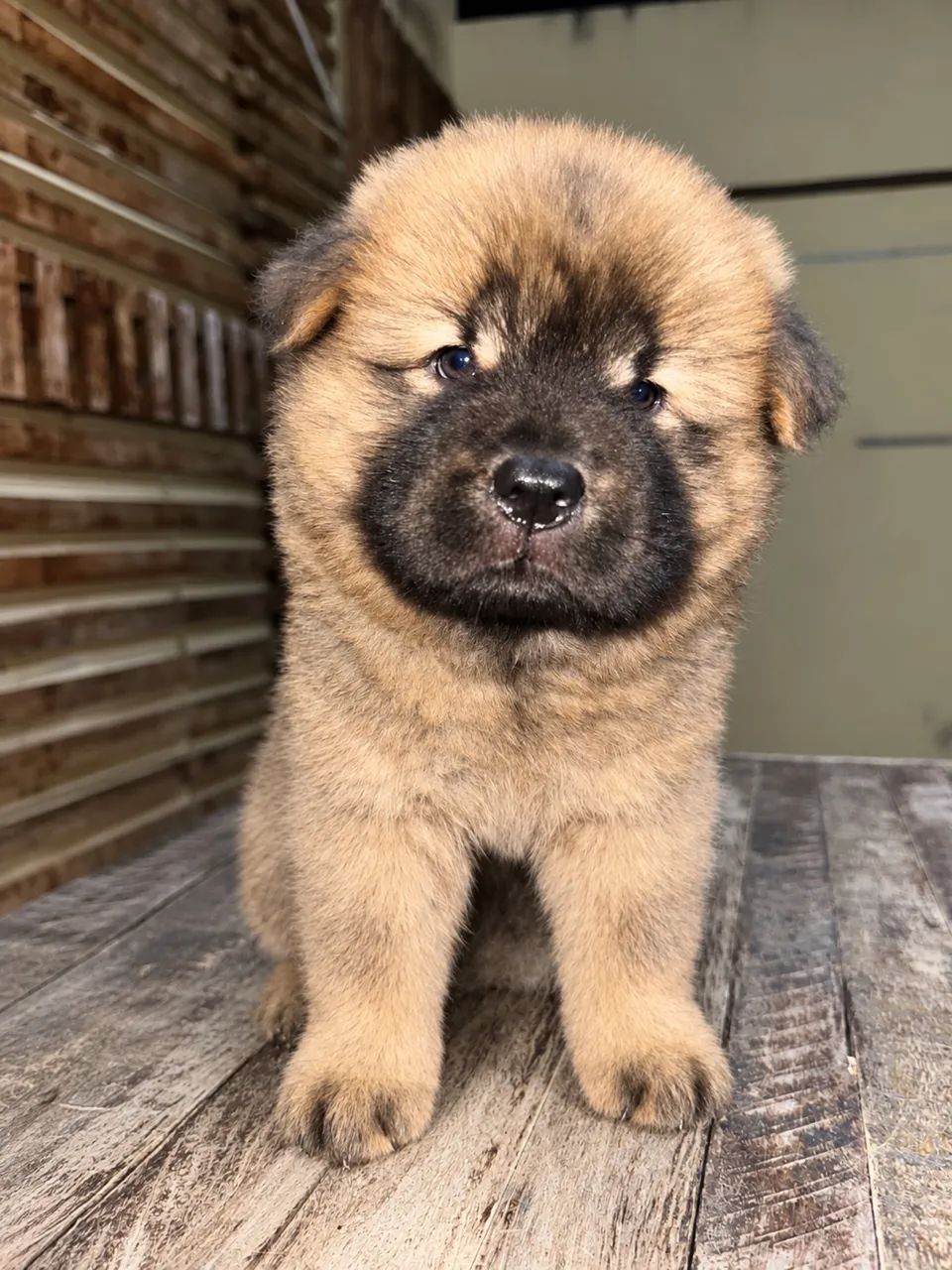 FILHOTE DE CHOW-CHOW - Foto 3