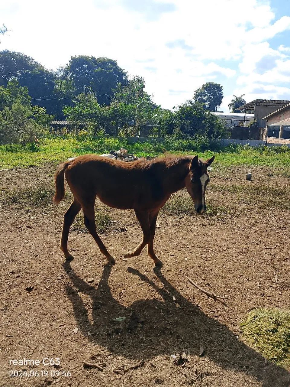 Potro - Foto 4