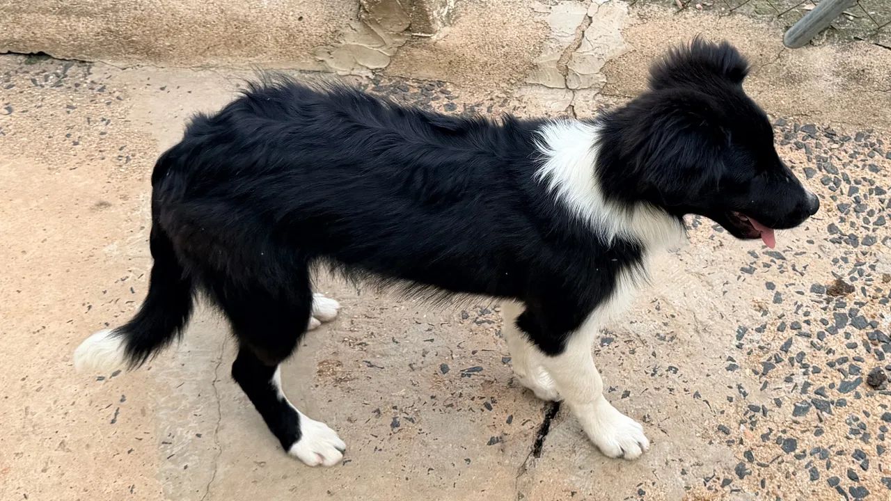 Border collie com 4 meses - Foto 2