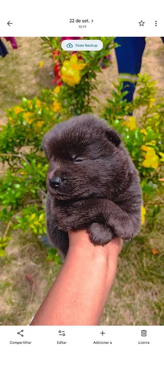 Cachorro Chow Chow