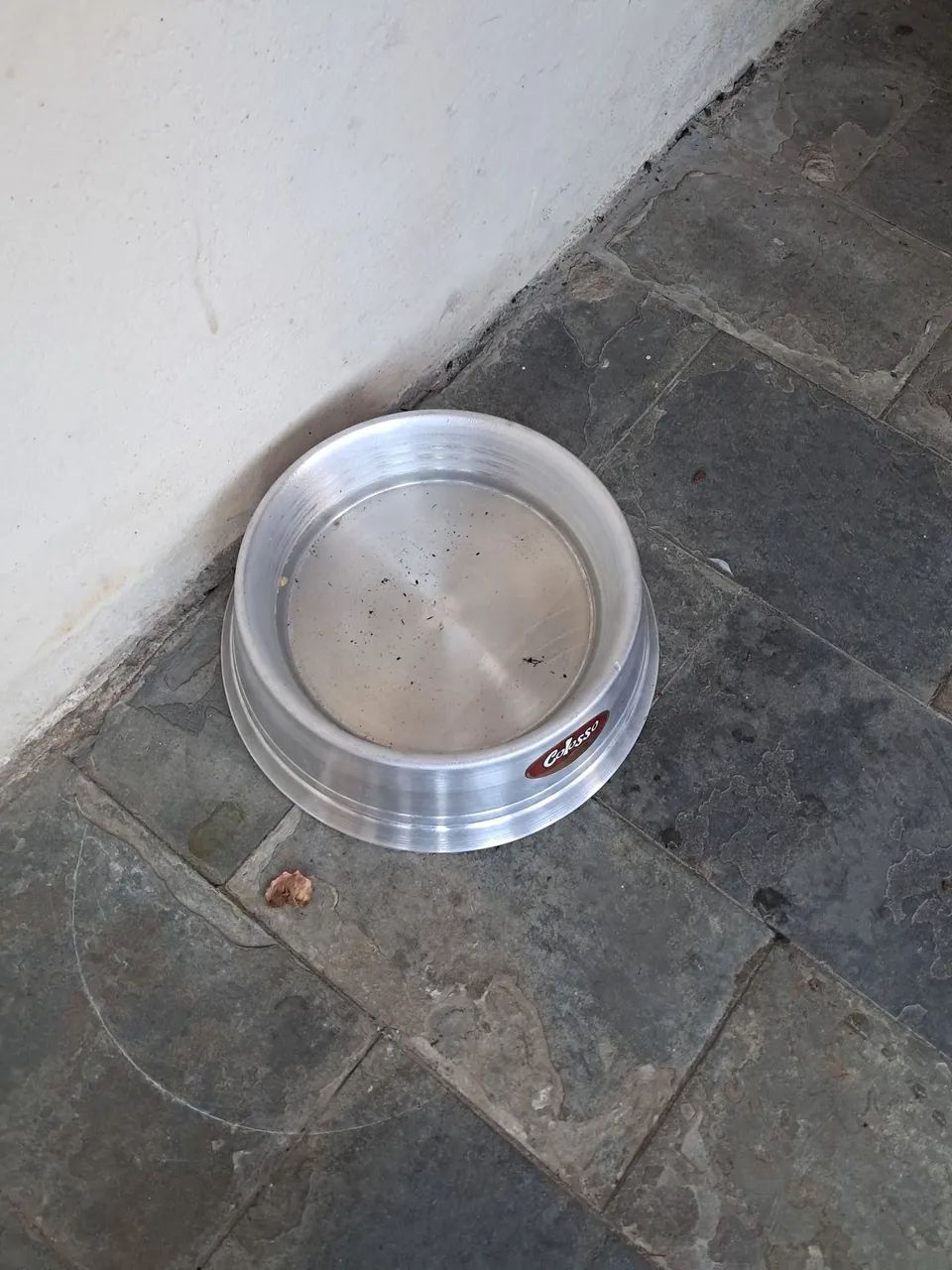 Cachorro  - Foto 4
