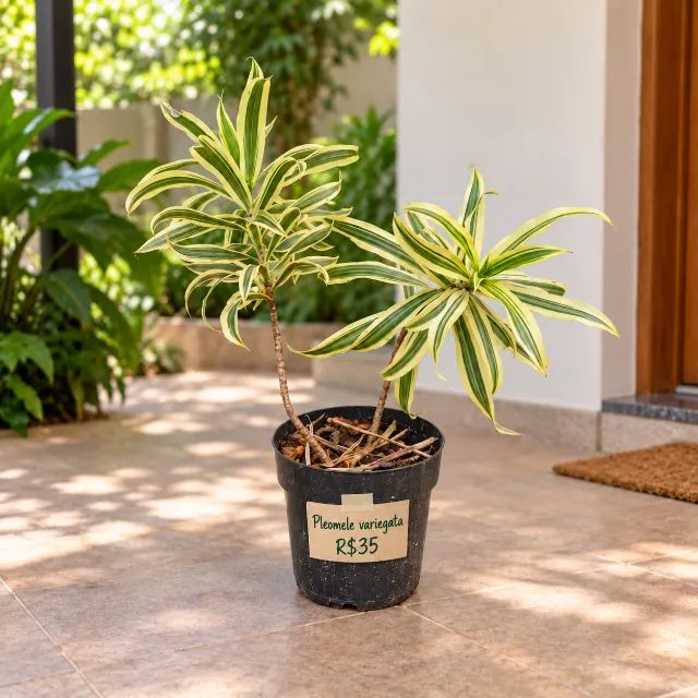 Muda de Pleomele Variegata - Biguaçu
