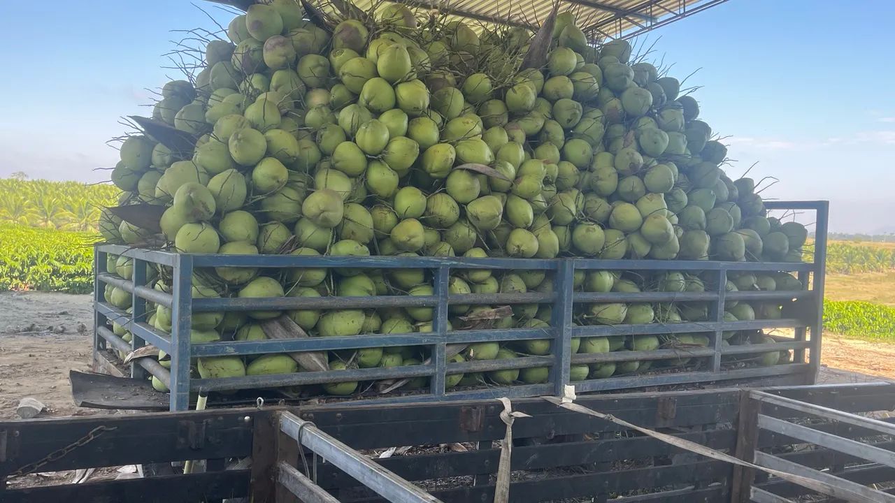 Coco verde - Foto 2