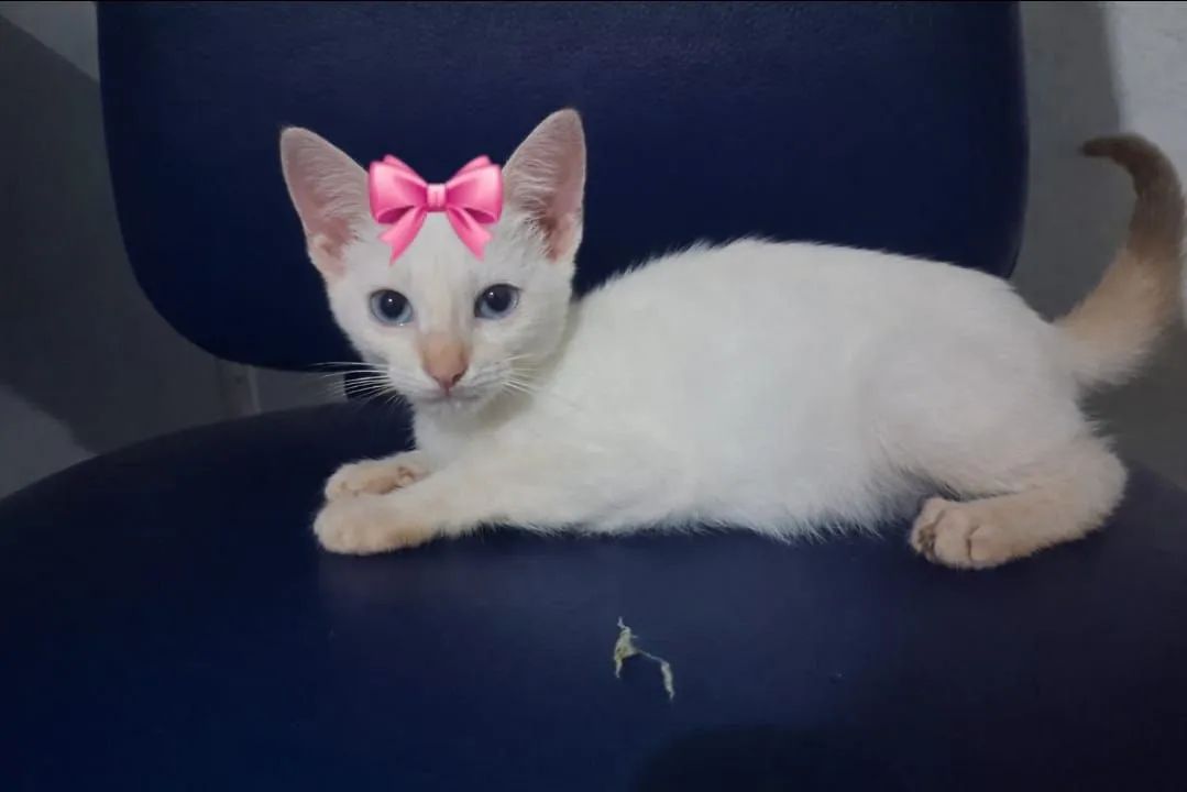 Gatinha pra adoção 