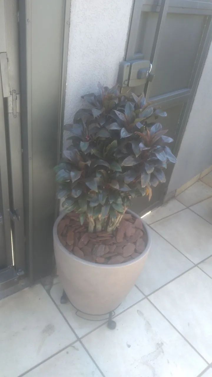 Jardineiro  WhatsApp *