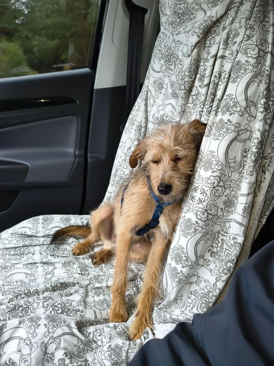 Doa se cachorro  - Foto 4