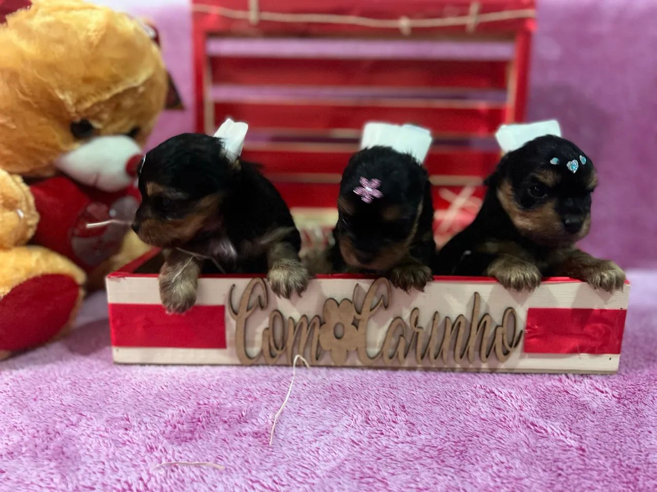 Yorkshire Terrier mini filhotes  - Foto 2