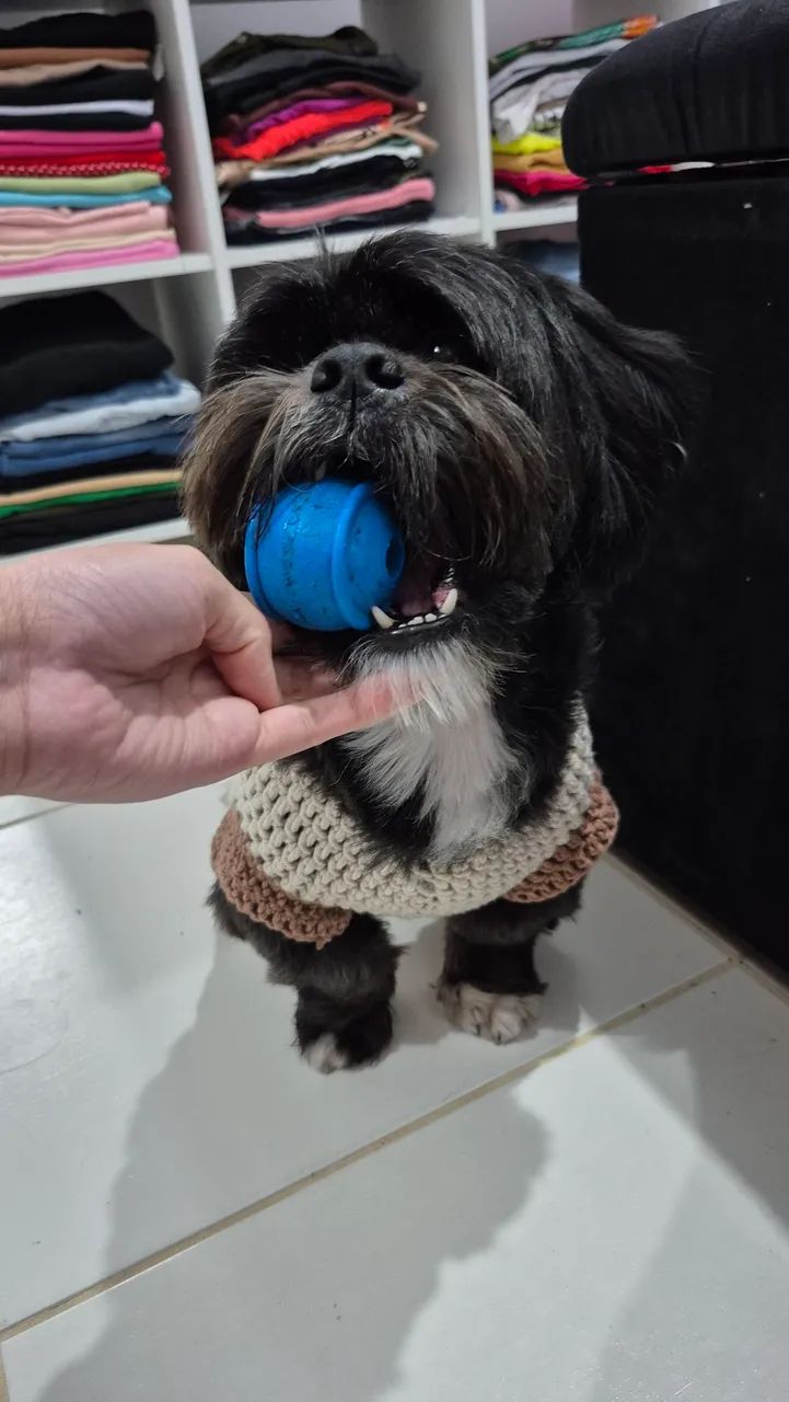 Cachorro lhasa-apsp para Adoção 