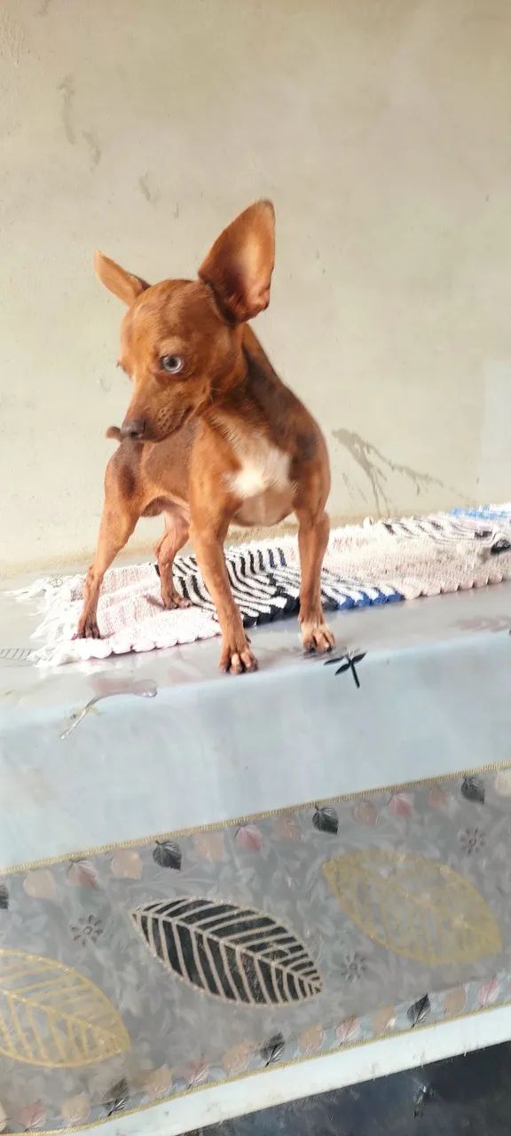 Pinscher Macho chocomerle  - Foto 4