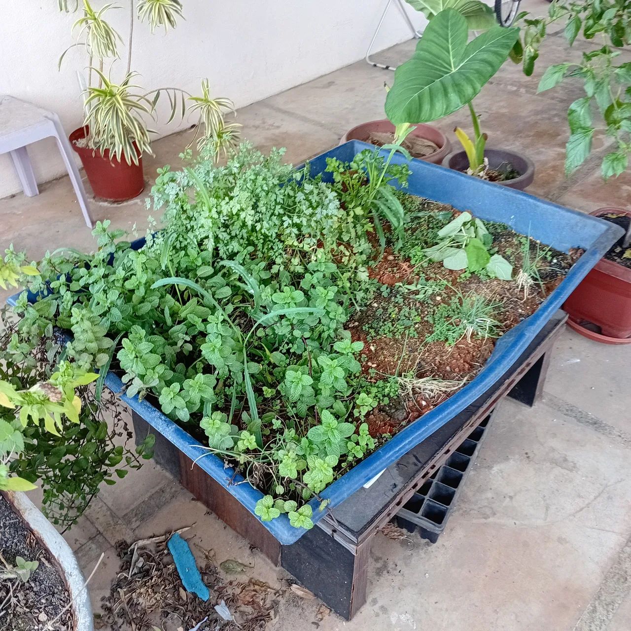 Mini horta - Foto 4