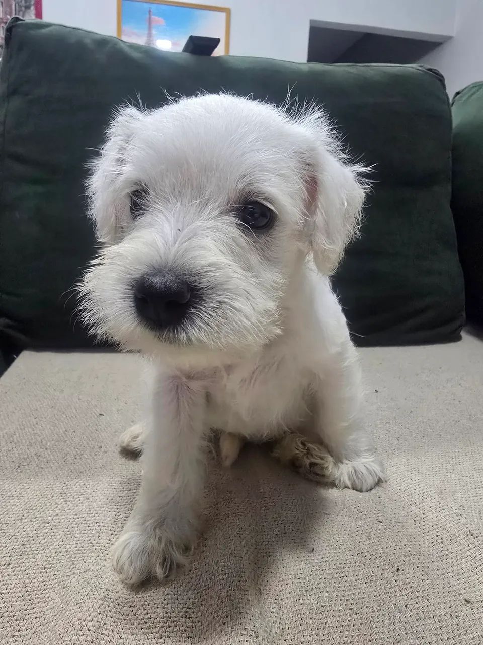 FILHOTE SCHNAUZER  - Foto 5