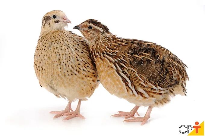 Ovos de codorna férteis/galados - Foto 3
