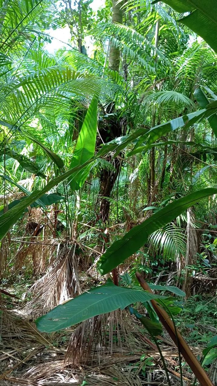 Terreno em Cotijuba  - Foto 5