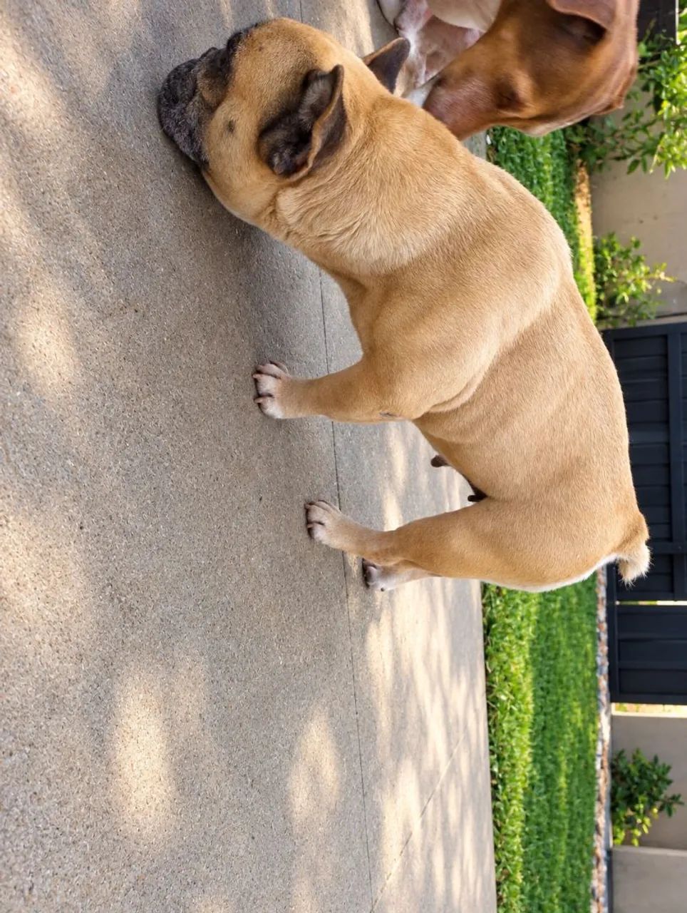 Budog francês  - Foto 2
