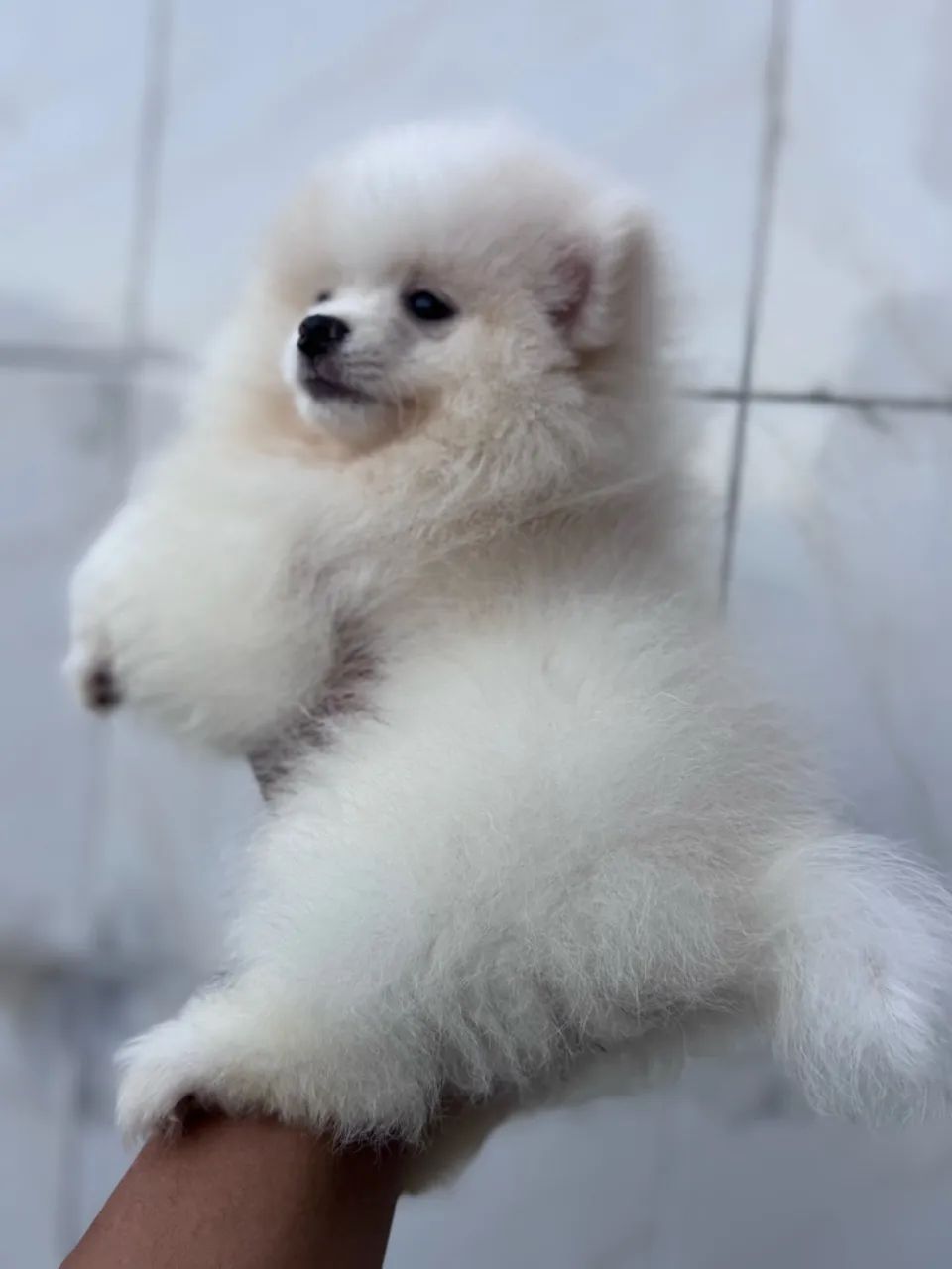Cachorro  - Foto 4