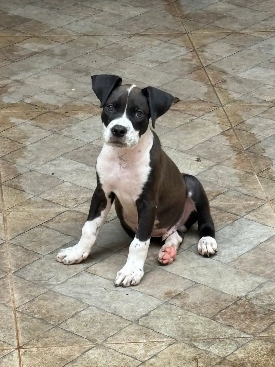 Pit monster macho 