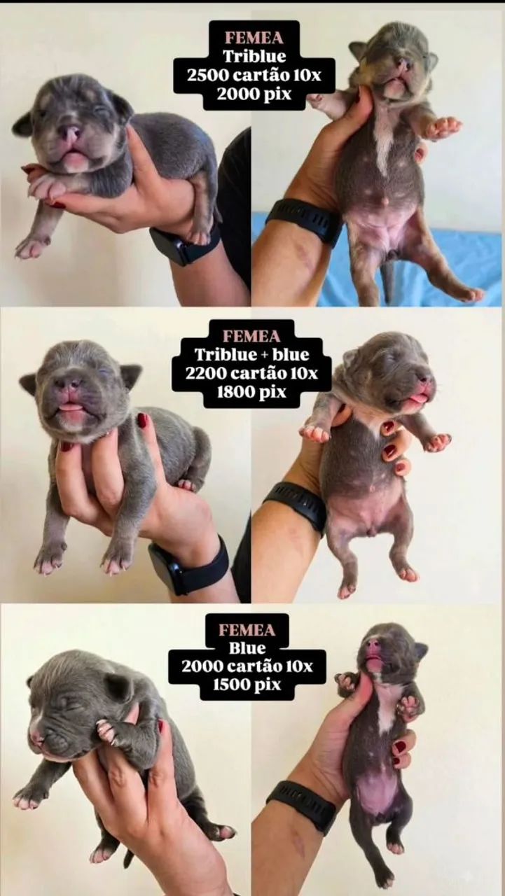 Filhotes de Pitmonster com Pedigree - Foto 3