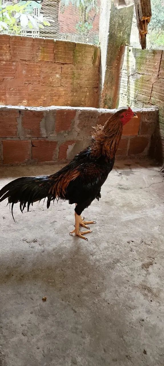 Frango 5 - Foto 4