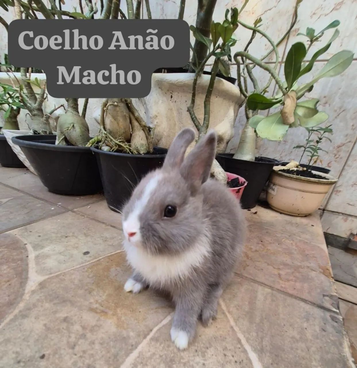 Coelho Anão linhagem importada - Foto 2