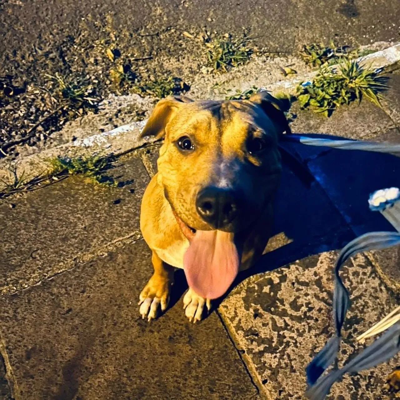 Pitmonster Pedigree pra guarda