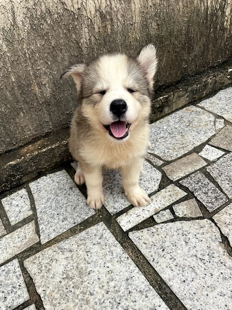 Filhote de husky siberiano  - Foto 4