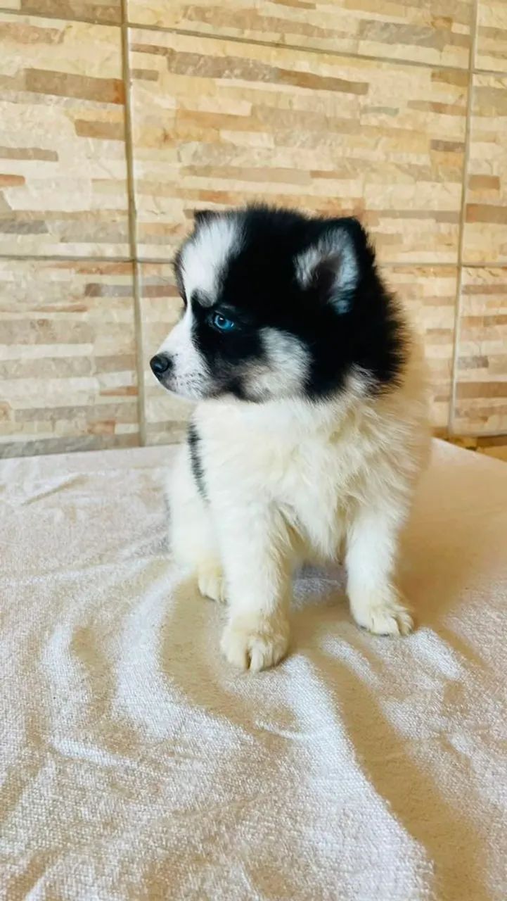 Animais  de estimação  - Foto 4
