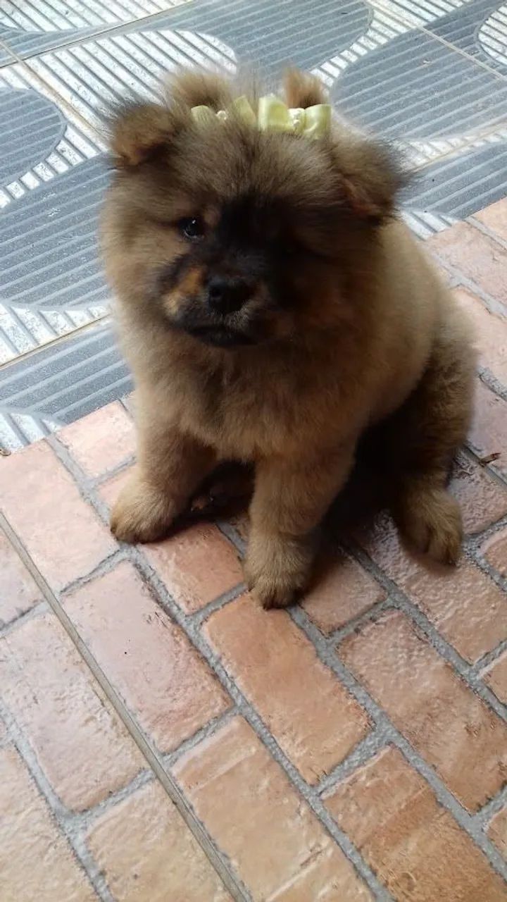 Urgente  - Foto 3