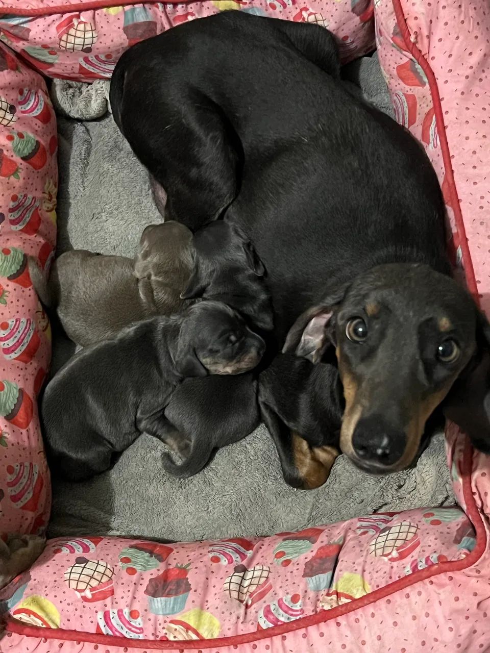 Filhotes Daschund ( Basset/Teckel ) FÊMEAS  - Foto 3