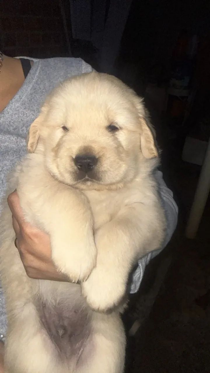 Cachorro Golden Retriever  - Foto 3