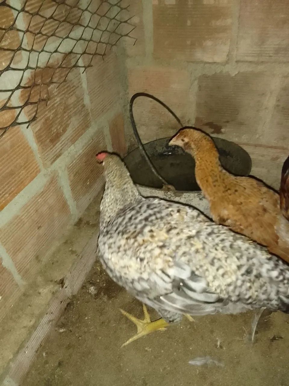 Frango capoeira  - Foto 3