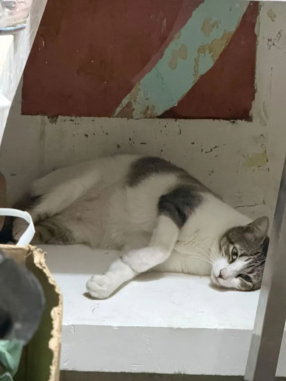 Gato macho para adoção  - Foto 4