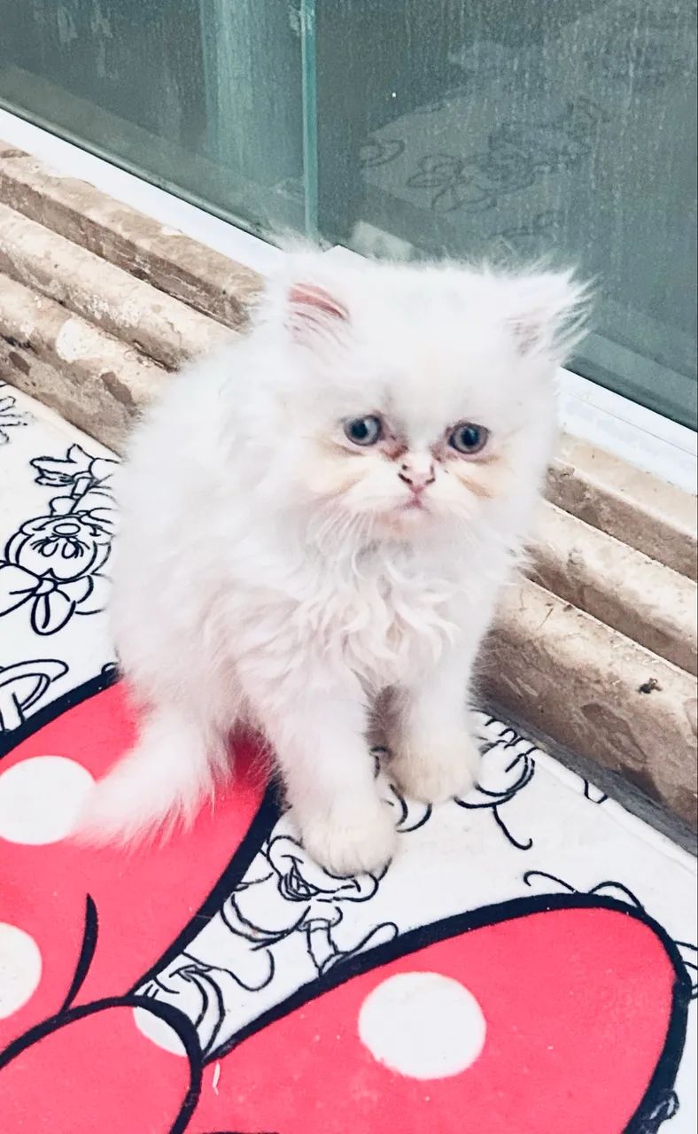 Gatinho persa - Foto 3