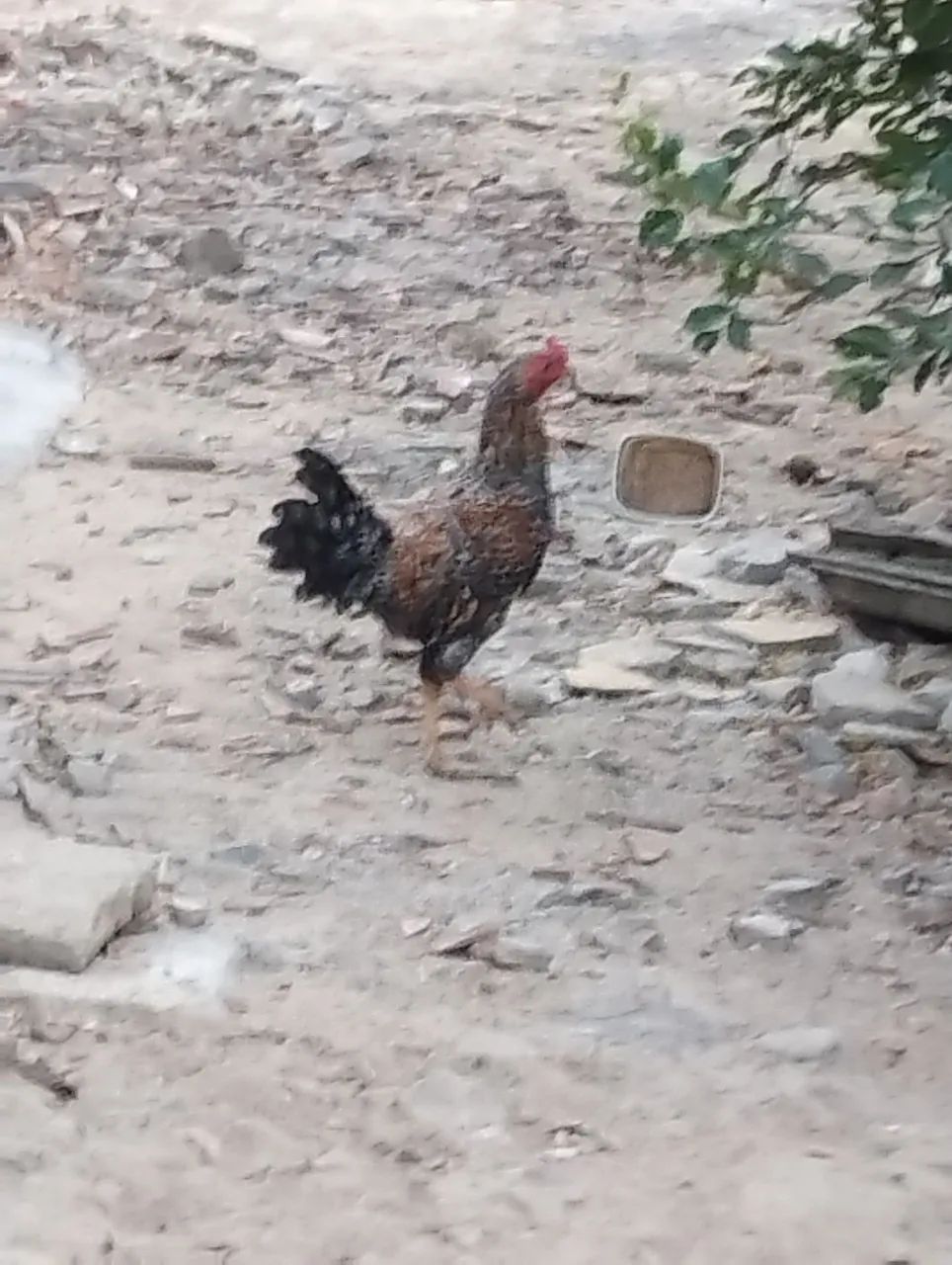 Galos - Foto 4