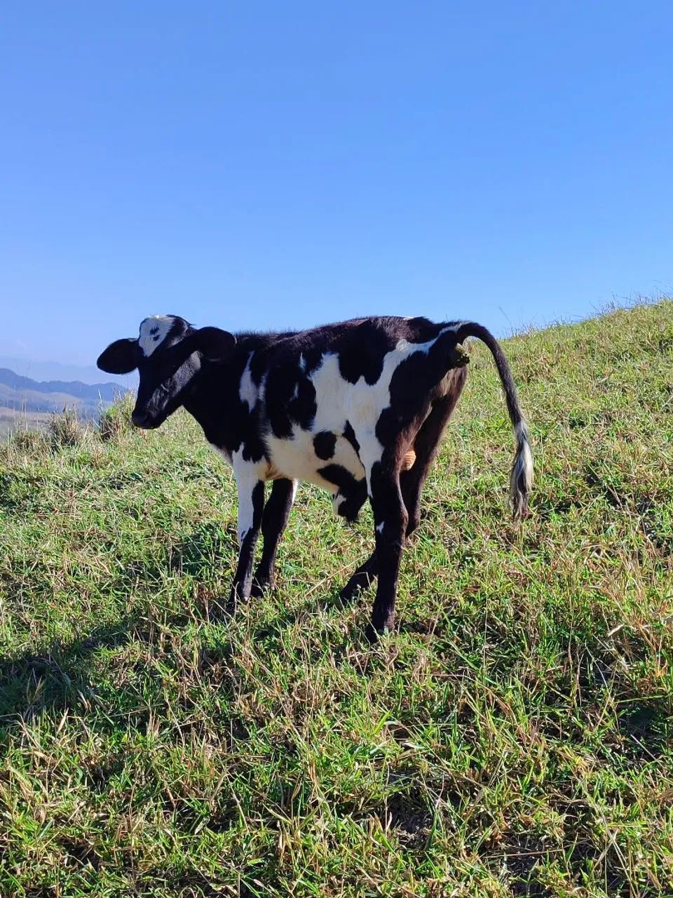 Vendo bezerro e bezerra - Foto 5