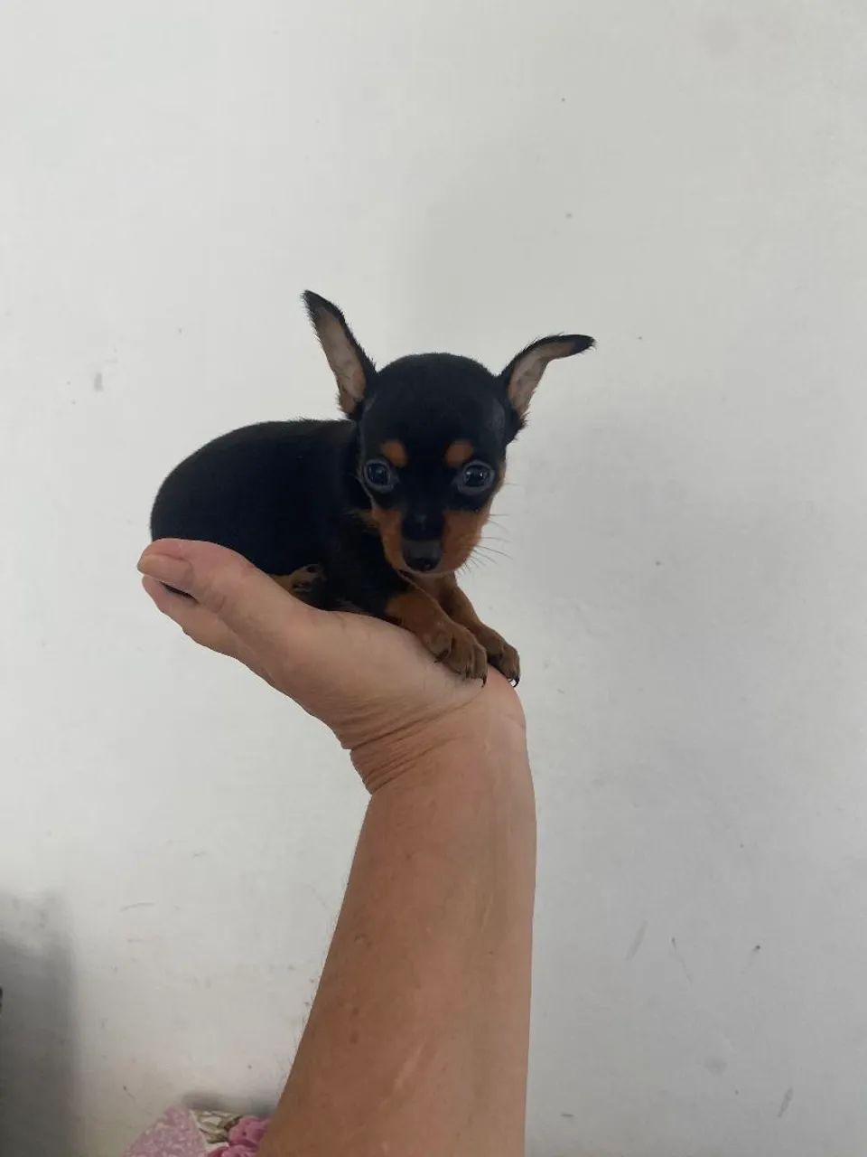 Pinscher miniatura  - Foto 3