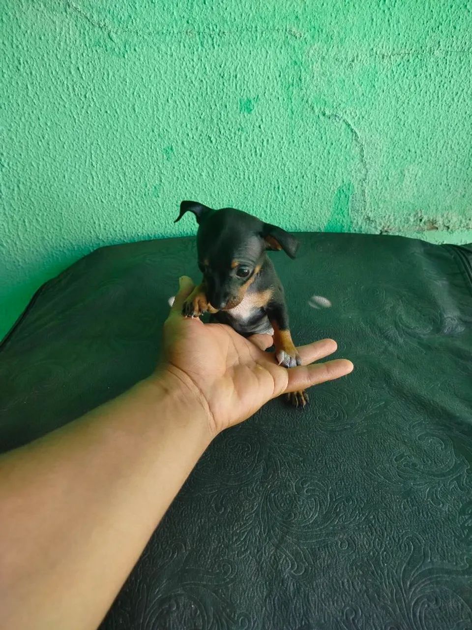 Pinscher 1 puro de pai e mãe  - Foto 5
